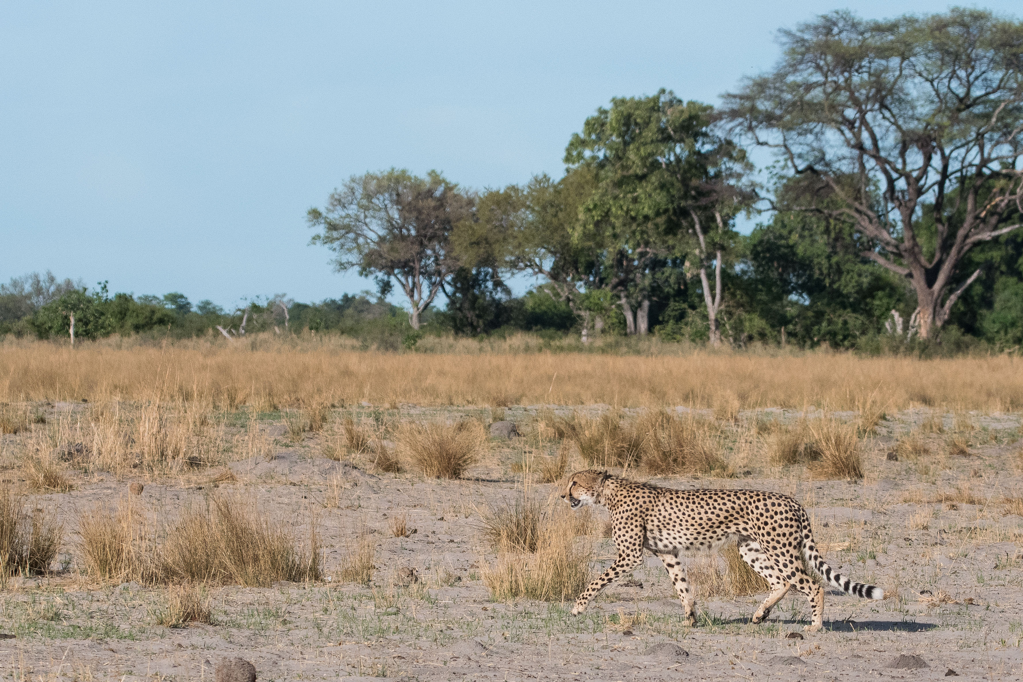 Guépard (Cheetah, Acinonyx jubatus) arpentant  une savane arborée de la réserve de Kwando (Botswana) en fin de saison sèche.  